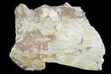 Oreodont Jaw Section With Teeth - South Dakota #82176-1